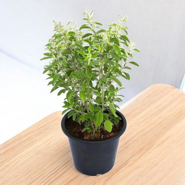 Tulsi Plant - Ocimum Tenuiflorum - Holy Basil